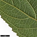 SpeciesSub: subsp. aspera